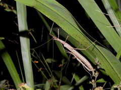 Trachythorax