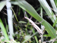Trachythorax