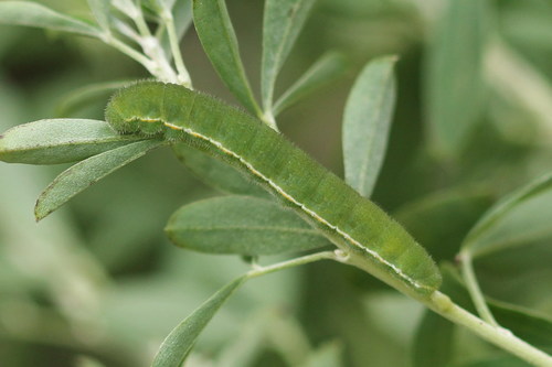 Danube Clouded Yellow