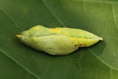 Danube Clouded Yellow