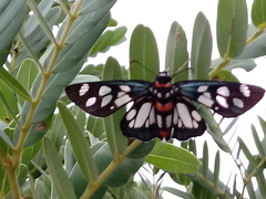 Abantis zambesiaca