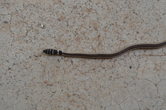 Psammophis angolensis