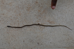 Psammophis angolensis