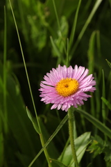 Erigeron caucasicus venustus