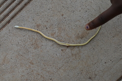 Psammophis angolensis
