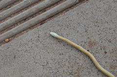 Psammophis angolensis