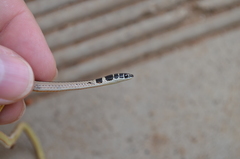 Psammophis angolensis