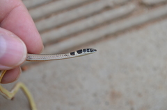 Psammophis angolensis