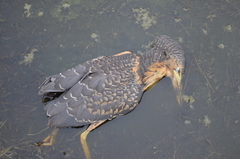 Ixobrychus sturmii