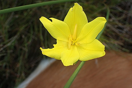 Image of Bobartia aphylla by no rights reserved
