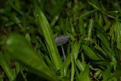 Coprinellus marculentus