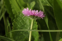 Erigeron caucasicus venustus