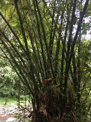 Bambusa stenostachya