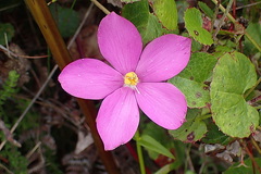 Chironia melampyrifolia