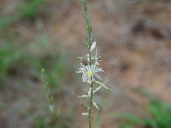 Trachyandra saltii