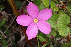 Chironia melampyrifolia