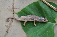 Chamaeleonidae