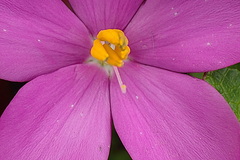 Chironia melampyrifolia