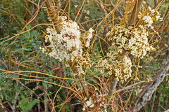 Cuscuta africana