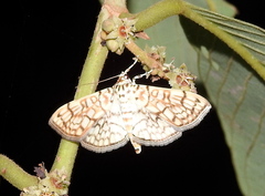 Haritalodes