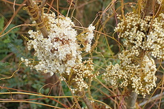 Cuscuta africana