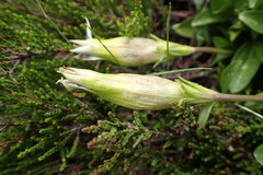Gentiana acaulis