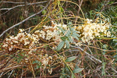 Cuscuta africana