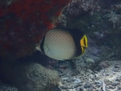 Chaetodon decussatus