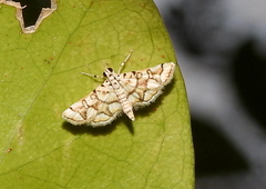 Elophila scitalis