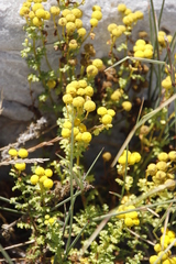 Oncosiphon sabulosus