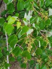 Idesia polycarpa