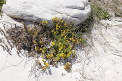 Oncosiphon sabulosus