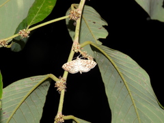 Haritalodes