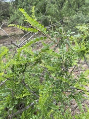 Zanthoxylum humile
