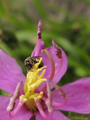 Lasioglossum deliense