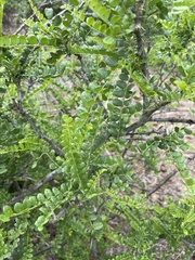 Zanthoxylum humile
