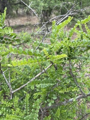 Zanthoxylum humile