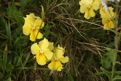 Viola oreades