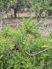 Zanthoxylum humile