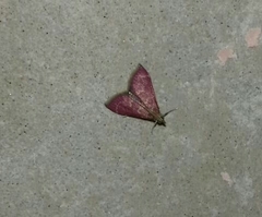 Pyrausta signatalis
