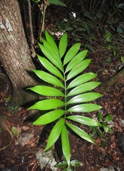 Green Zamia (Zamia prasina)