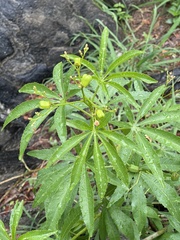 Jatropha spicata