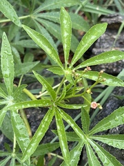 Jatropha spicata