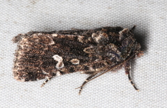 Ectopatria horologa