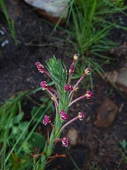 Zaluzianskya elongata