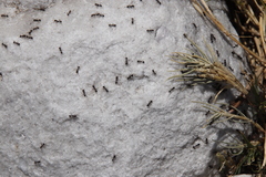 Pheidole foreli