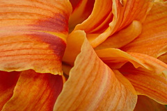 Hemerocallis fulva kwanso