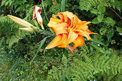 Hemerocallis fulva kwanso