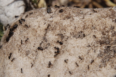Pheidole foreli