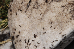 Pheidole foreli